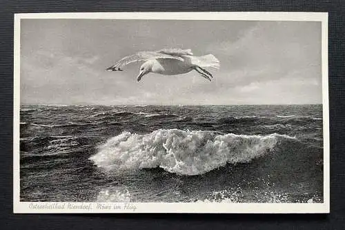 Ostseeheilbad Niendorf Möwe im Flug Welle SchleswigHolstein Deutschland 401091 A