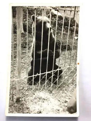 Bär im Zoo-Gehege - Künstlerkarte 30091 TH