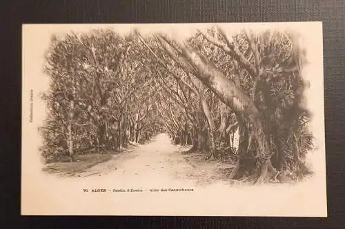 Ansichtskarte Algerien 70 Alger Jardin D'Essais Allee Des Caoutchouce 800047  E