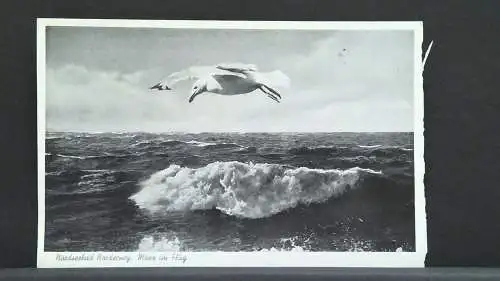 Nordseebad Norderney Möwe im Flug Meer JW 400995 F