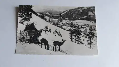  Mariazell  40049 FH