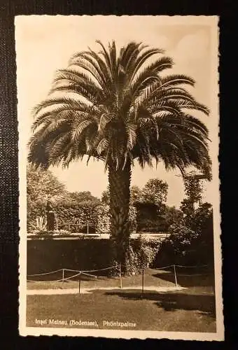 Insel Mainau Bodensee Phönixpalme 180218 H Gr