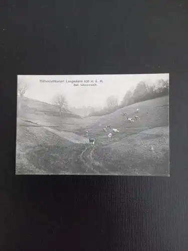 Langackern Kühe Kuh Rind 400523 gr A