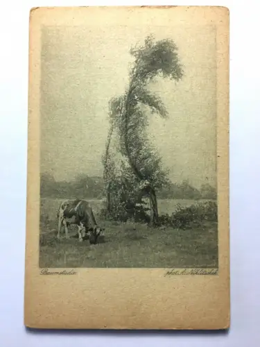 Baumstudie (A. Niklitschek) - Kuh auf Wiese bei Baum - Künstlerkarte 50015 TH D