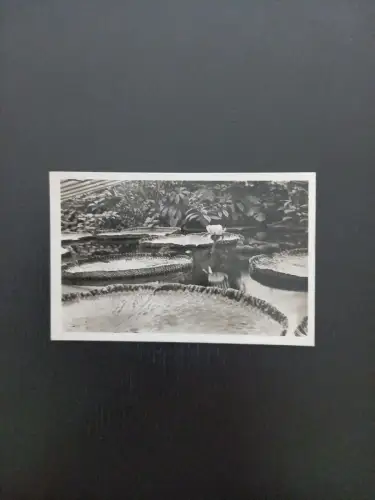 Reservegarten Schönbrunn Wien 400278 Gr