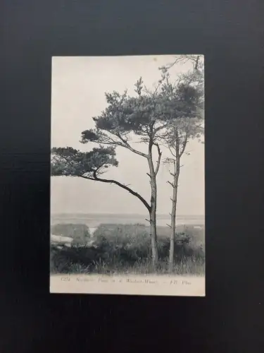 Nordische Pinie A D Wiedort Wiese Gr