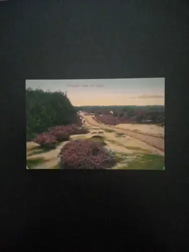 Blühende Heide Bei Lingen 400053 Gr