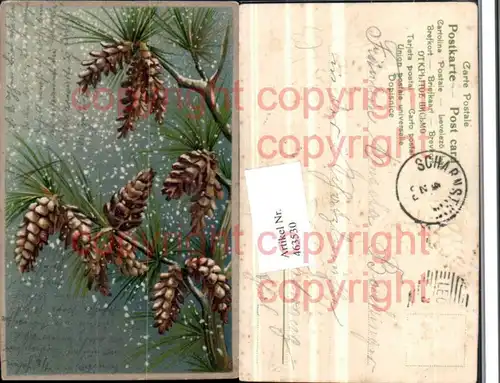 Präge Künstler Litho Baum Föhre Ast Zapfen