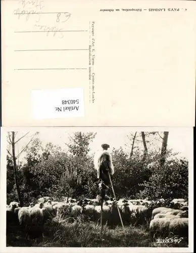 Pays Landais Hirte Schäfer Mann a. Stelzen Schafe Herde
