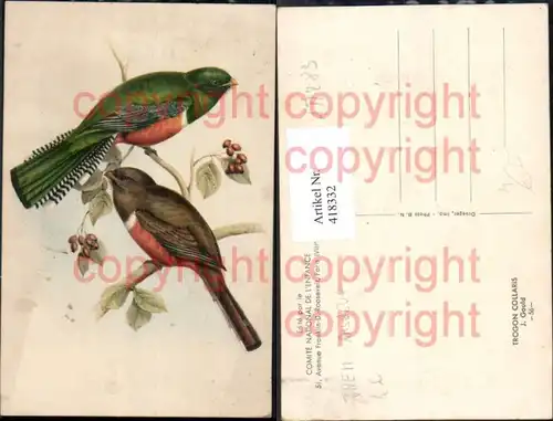 Künstler Ak J. Gould Trogon Collaris Vogel Vögel auf Zweig sitzend