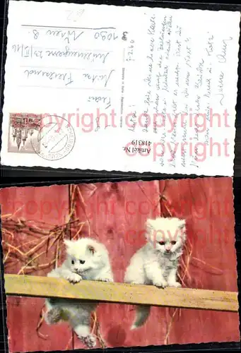 Zwei süße Katzen Katzenkinder auf Holzlatte Brett spazierend