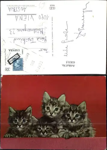 Vier Katzenkinder Katzen