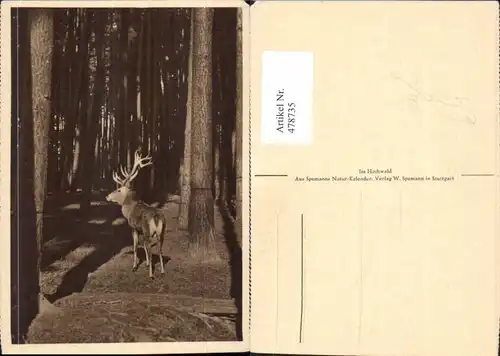 Jagd Hirsch in Wald Bäume