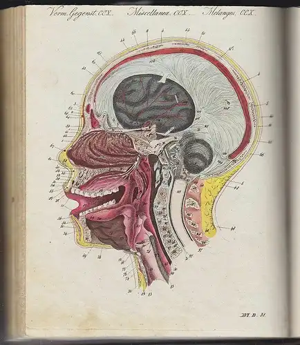 BERTUCH, Bilderbuch zum Nutzen und Vergnügen... 1790