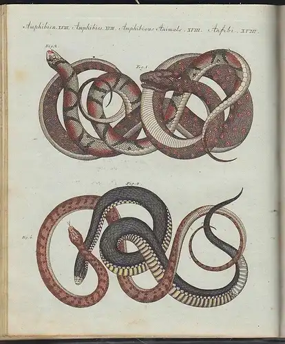 BERTUCH, Bilderbuch zum Nutzen und Vergnügen... 1790