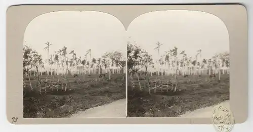 [Pferdeweide unter Palmen. Nr. 73]