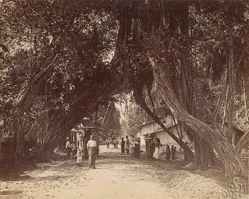 Ceylon : Colombo.