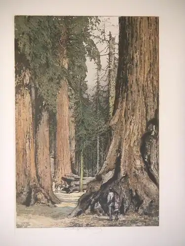 Wawona Mariposa Grove. KASIMIR, Luigi. Graphiker (1881-1962).