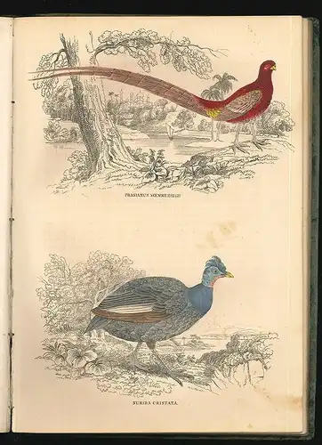 Naturhistorischer Bildersaal des Thierreiches. TREITSCHKE, Friedrich (Hrsg.).