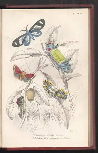 Entomology. Exotic Moths. DUNCAN, James.