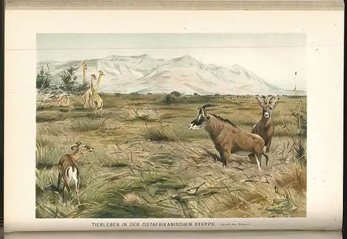 HAHN, Afrika. Zweite Auflage nach der von... 1903
