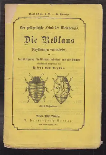 Der gefährlichste Feind des Weinberges. Reblaus (Phylloxera vastatrix). Zur Bele