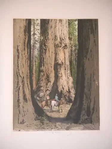 [Giant sequoia  tree]. KASIMIR, Luigi. Graphiker (1881-1962).