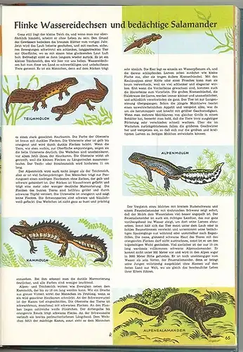 Das interessante bunte Buch. Interessantes aus Natur und Technik. DOMANY, Josef 