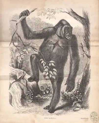 Explorations & Adventures in Equatorial Africa;  with Accounts of the Manners an