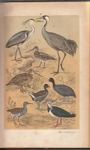FRIDERICH, Vollständige Naturgeschichte der... 1876