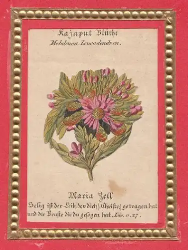 Kajaput Blüte. Melaleuca Leucadendron. 1830