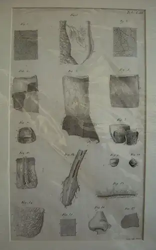 Finger, Nase, Gesicht. 1800