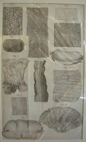 Innere Organe, Blutgfäße. 1800