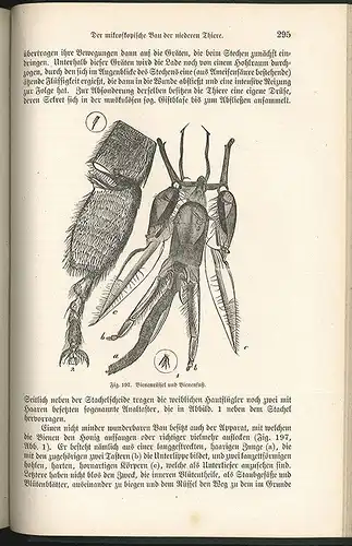 Die Wunder des Mikroskops oder Die Welt im kleinsten Raume. Für Freunde  1242-00