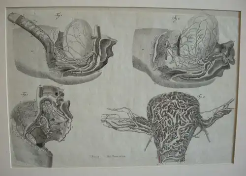 KAISER, Innere Organe, Blutgfäße. 1803