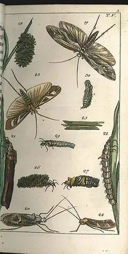 Unterhaltungen aus der Naturgeschichte, der Insecten [dritter Theil]. [WILHELM, 