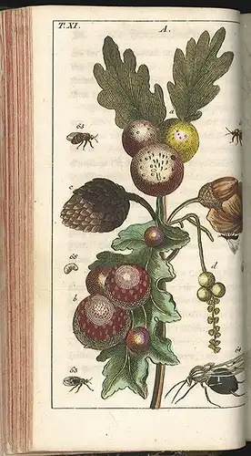 Unterhaltungen aus der Naturgeschichte, der Insecten [dritter Theil]. [WILHELM, 