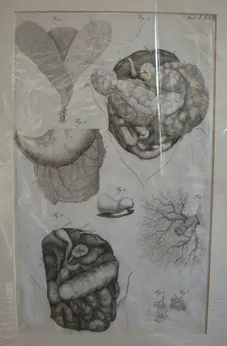 Innere Organe. 1800