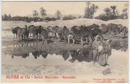 Oliver et Cie - Dattes Muscades - Marseille. Troupeau de Chameaux. - LL.