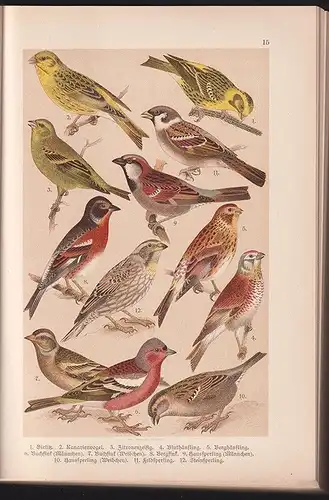 FRIDERICH, Naturgeschichte der Deutschen Vögel... 1905