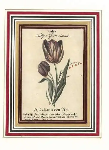 Tulpe Tulipa Gesneriana. H. Johann v. Nep. Selig ist Derjenige, der mit seiner Z