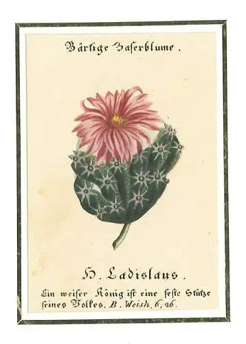 Bärtige Haferblume. H. Ladislaus. Ein weiser König ist eine feste Stütze seines