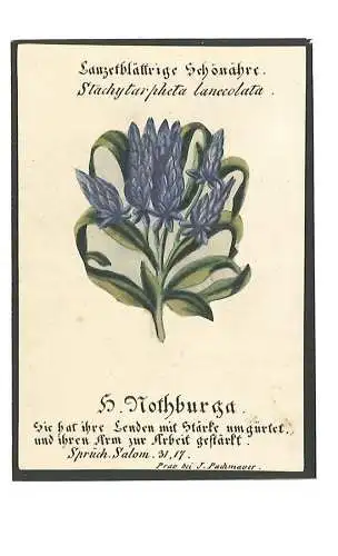 Lanzetblättrige Schönähre. Stachytarpheta lanccolata. H. Nothburga. Sie hat ihre