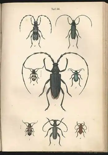 Käferbuch. Naturgeschichte der Käfer Europa`s. Zum Handgebrauche für Sammler. CA