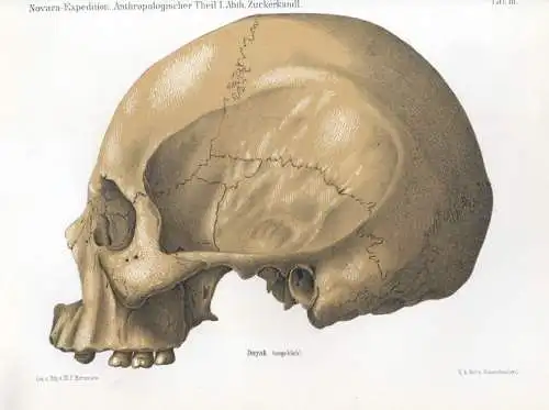 Reise der österreichischen Fregatte Novara um die Erde in den Jahren 1857, 1858,