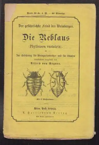 Der gefährlichste Feind des Weinberges. Reblaus (Phylloxera vastatrix). Zur Bele