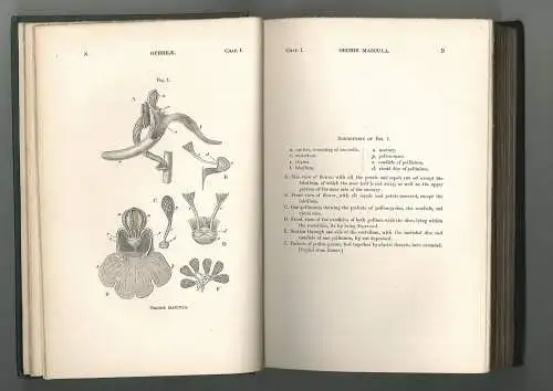 The various contrivances by which orchids are fertilised by insects. DARWIN, Cha