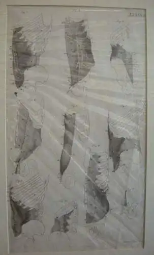 Rippen, Brustkorb. 1800