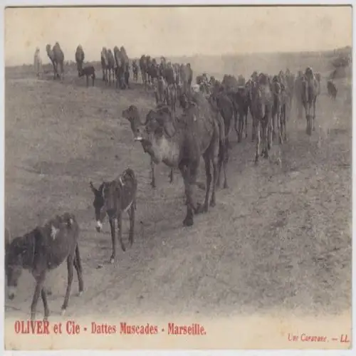 Oliver et Cie - Dattes Muscades - Marseille.... 1900 3899-11