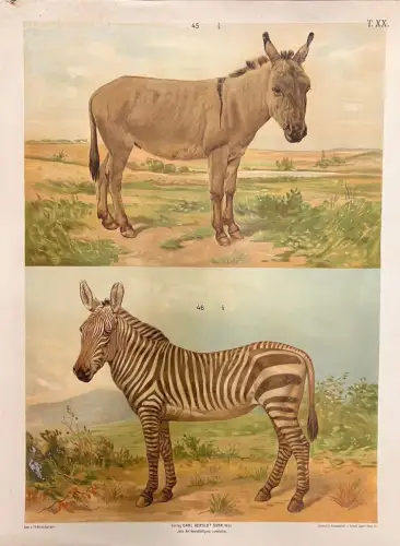 [Esel und Zebra].